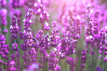 Fototapeta premium Selective focus Lavender flowers at sunset rays, Blooming Violet fragrant lavender flower summer landscape. Growing Lavender, harvest, perfume ingredient, aromatherapy. Lavender field lit by sunlight