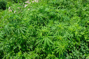 Marijuana plants in the Parvati Valley in Himachal Pradesh, India.