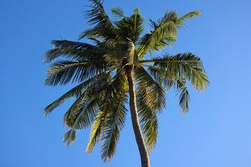 Obraz na płótnie Canvas Palm on the beach, Dominican republic