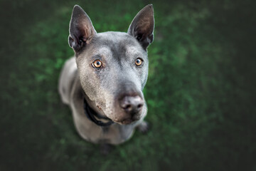 Thai-Ridgeback