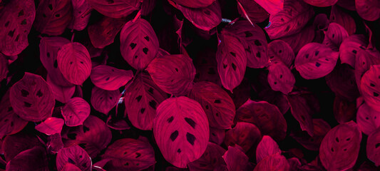 Full Frame of purple Leaves Texture Background. tropical leaf