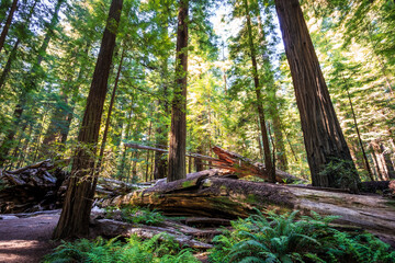 Sunset Views in the Founders Redwood Grove, Humbolt Redwoods State Park, California