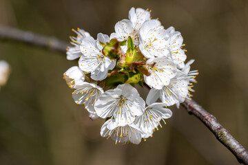 hiking in the beautiful Mostviertel Austria