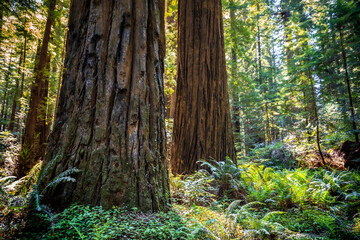 Sunset Views in the Founders Redwood Grove, Humbolt Redwoods State Park, California