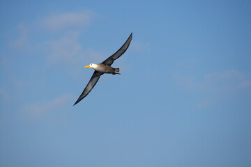 Galapagos Albatross Diomedea irrorata flying off the coast of Espanola Island, Galapagos, Ecuador