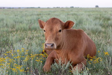 Naklejka na ściany i meble Steppe cow resting amongst the dried grass from the heat