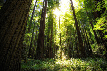 Sunset Views in the Founders Redwood Grove, Humbolt Redwoods State Park, California