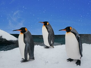 group of penguins walking on ice beach in daytime with snowfall and blue sky, adorable animal in winter 