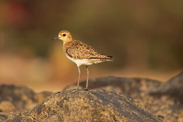 Pacific Golden Plover, Pluvialis Fulva on a rock, Kihim Beach, Alibag, Maharashtra, India