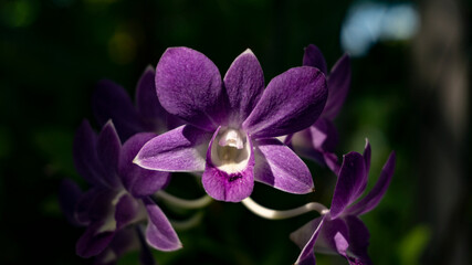 Lilac orchids on a green background    