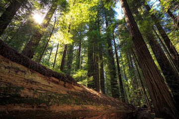 Fallen Giants in the Founders Redwood Grove, Humbolt Redwoods State Park, California