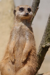 Erdmännchen