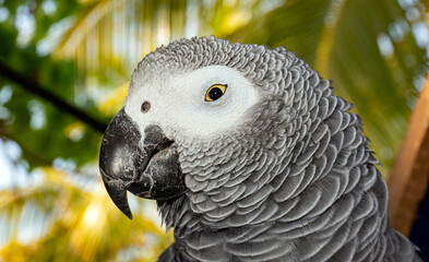 Obraz premium Parrot head on the background of palm trees