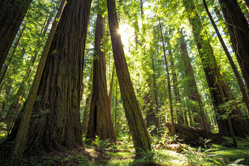 Sunset Views in the Founders Redwood Grove, Humbolt Redwoods State Park, California