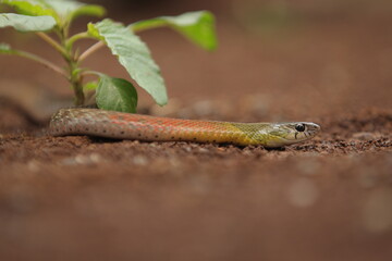 red-necked keelback snake, is a species of venomous snake endemic to Asia.