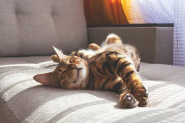 Bengal cat lying on sofa and smiling. © Antibydni
