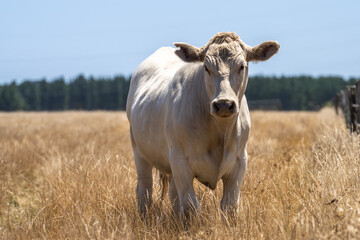 Close up of Angus and Murray Grey Cows grazing on green grass.