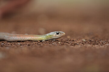 red-necked keelback snake, is a species of venomous snake endemic to Asia.