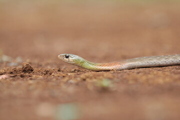 red-necked keelback snake, is a species of venomous snake endemic to Asia.
