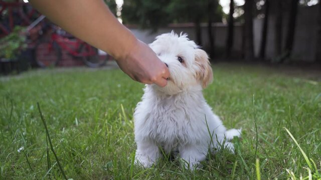 Bichon Havanese puppy gives a paw and gets a treat.