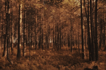 autumn in the coniferous forest landscape, abstract view of the autumn yellow forest, beautiful nature