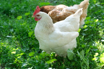 White chicken on a green background. The bird grazes on the grass. Raising chickens at home
