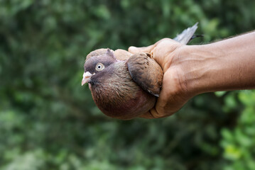 Red domestic pigeon on hand close up