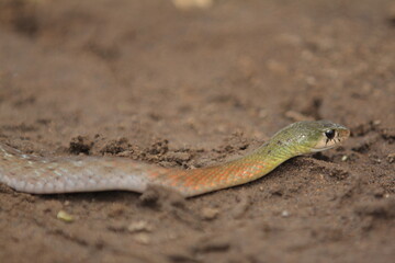 red-necked keelback snake, is a species of venomous snake endemic to Asia.