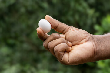 Pigeon egg on hand keeping with two-finger close up view