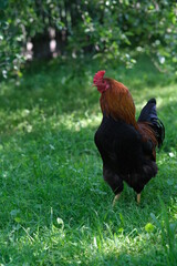 Rooster in the yard. Poultry on a green background. The male is alone on the grass. Breeding chickens.