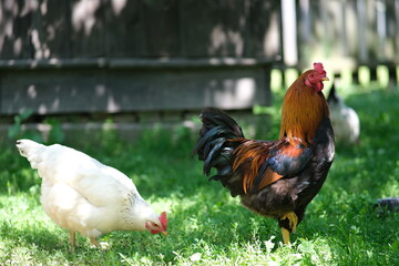 Domestic bird. The rooster guards the chickens. Chickens on the background of the fence. Raising pets.