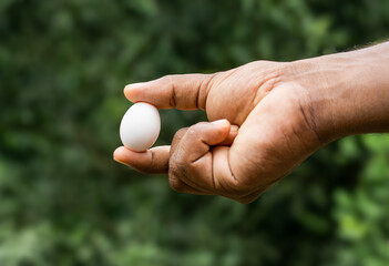 White pigeon egg on a male hand close up view on soft bokeh background