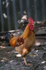 Large domestic cock in the yard. Poultry farm. Lonely beer under the tree.