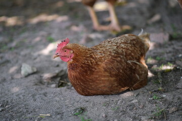 Chickens row in the ground. A bird is swimming in the yard. Home farming. Breeding chickens.