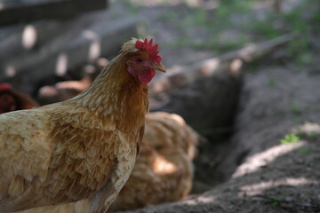 Chickens row in the ground. A bird is swimming in the yard. Home farming. Breeding chickens.