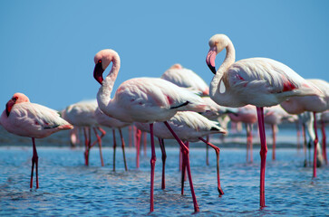 Wild african birds. Group birds of pink african flamingos  walking around the blue lagoon