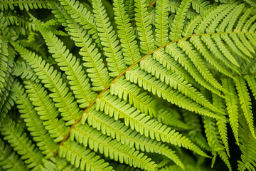 Den Helder, the Netherlands. June 2021. Close up of a leaf of a fern.