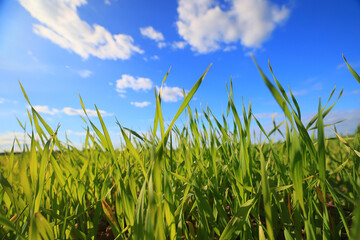 green grass fresh shoots wheat, green grass field summer background