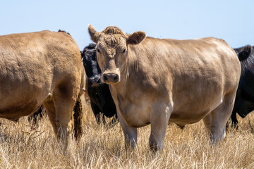 Cows eating grass in Australia. 