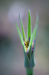 a green bud in macro shot