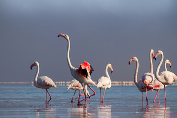 Wild african life. Group birds of pink african flamingos  walking around the blue lagoon on a sunny day