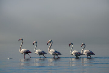 Wild african birds. Group birds of white african flamingos  walking around the blue lagoon on a sunny day