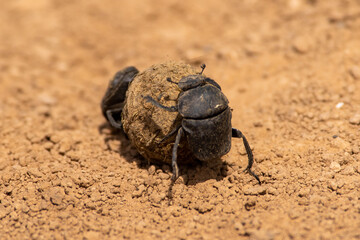 Scarabaeus sacer two beetle work on ground,
Two sacred scarab on the ground, suumer scene

