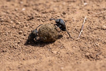 Scarabaeus sacer two beetle work on ground,
Two sacred scarab on the ground, suumer scene
