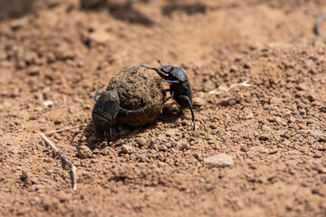 Scarabaeus sacer two beetle work on ground,
Two sacred scarab on the ground, suumer scene
