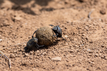 Scarabaeus sacer two beetle work on ground,
Two sacred scarab on the ground, suumer scene
