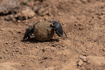 Scarabaeus sacer two beetle work on ground,
Two sacred scarab on the ground, suumer scene
