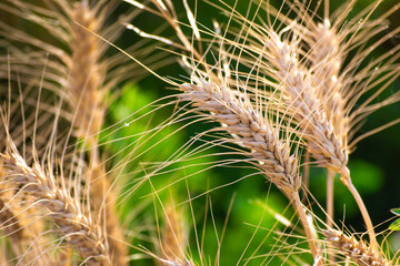 Close up of ripe wheat ears. Rich harvest concept.