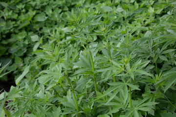 Cannabis. Growing a plant. Hemp green leaves close up.