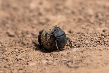 Scarabaeus sacer two beetle work on ground,
Two sacred scarab on the ground, suumer scene
 - obrazy, fototapety, plakaty